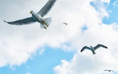 Mindfulness in Mid-Air: Lessons from the Flying Trapeze